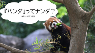 国際レッサーパンダデー　イベント開催中！