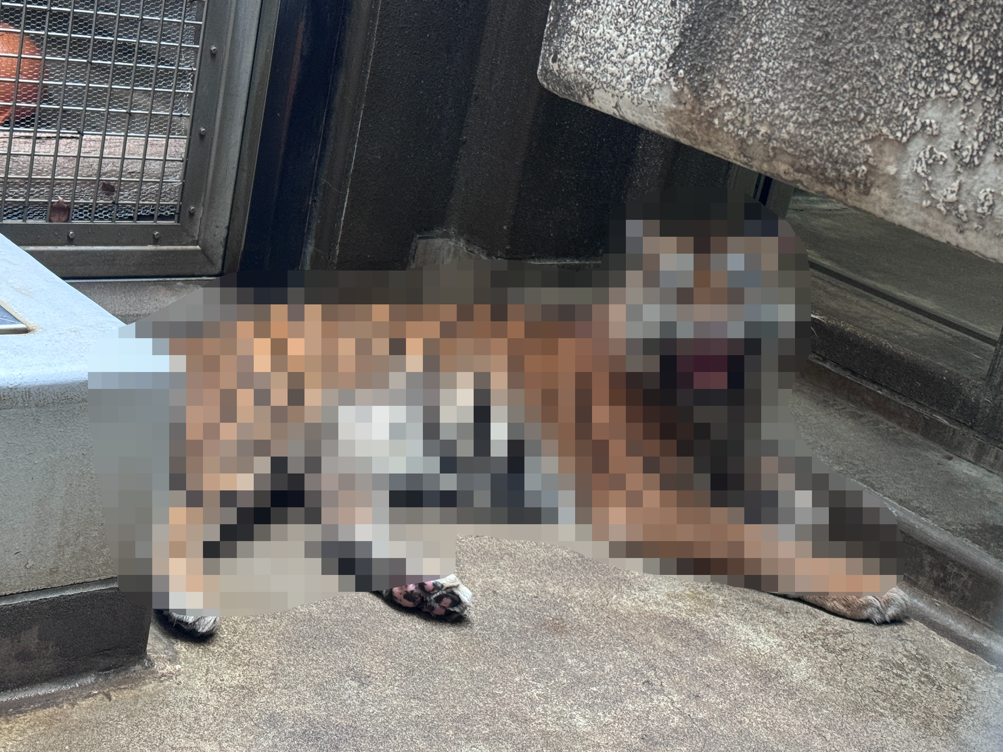 デルが展示場へ出たいときの顔の写真