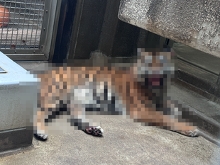 デルが展示場へ出たいときの顔