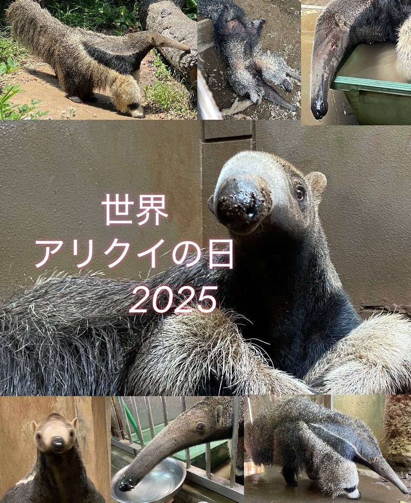 11月2日更新「世界アリクイの日」イベントを開催します！の写真