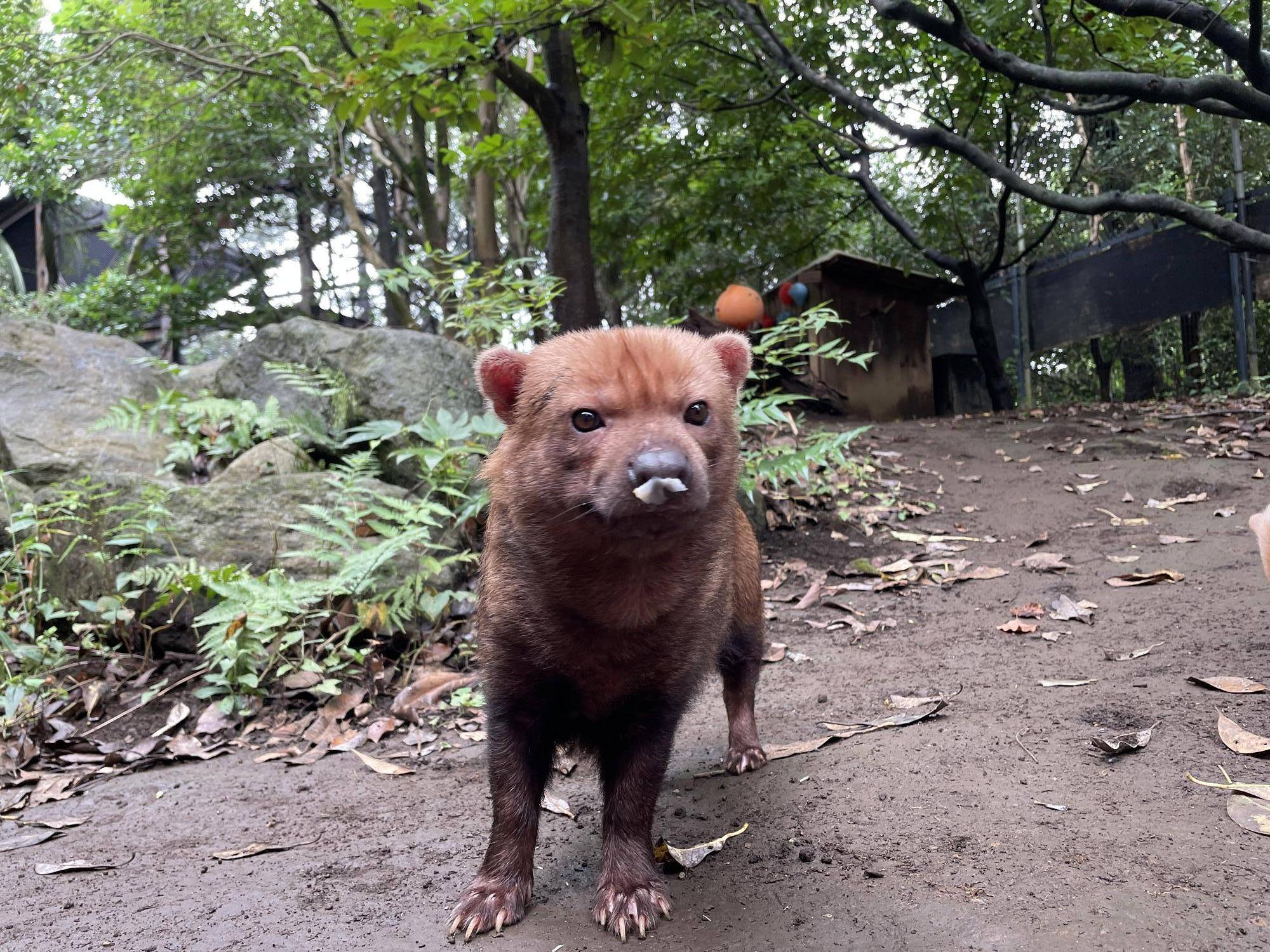 ヤブイヌ通信 来園のお知らせの写真