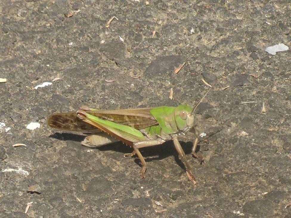 ~ バッタにばったり! ~の写真