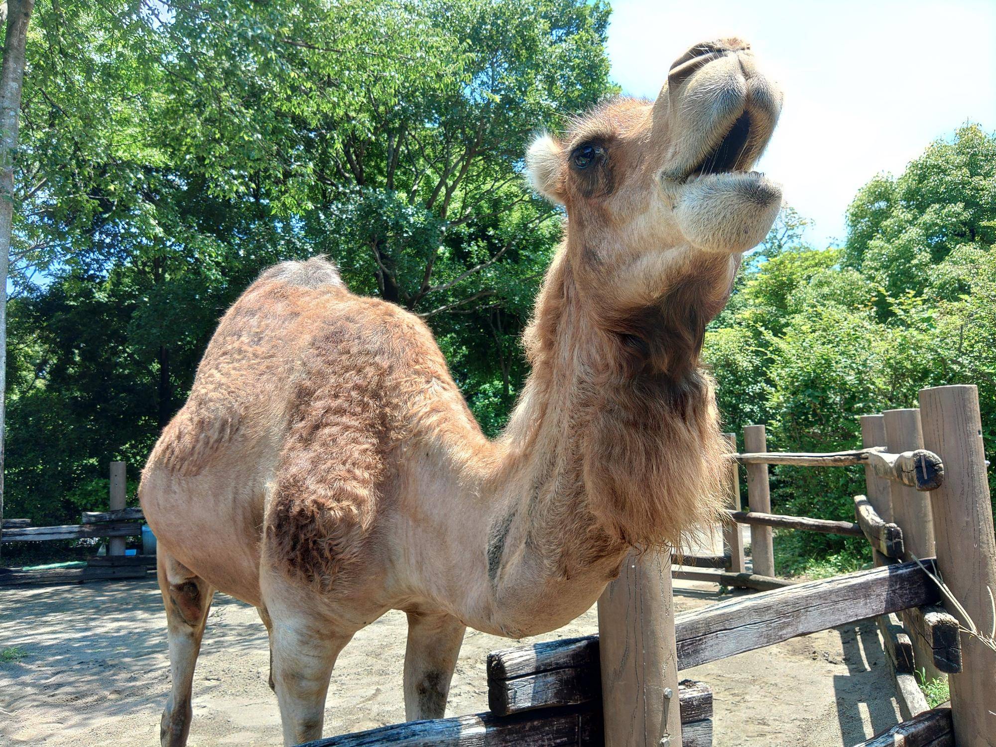 パネル展「ソフィーのこれまで展」を開催します！の写真