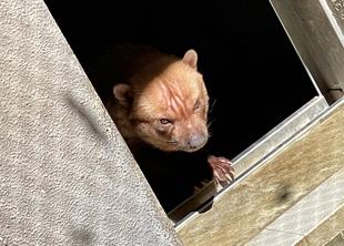 ヤブイヌ通信　パパマルカノン同居の行方は...