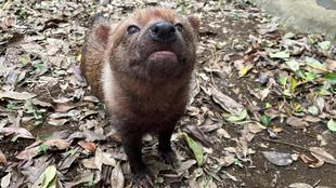 ヤブイヌ通信 パパマル、浮く