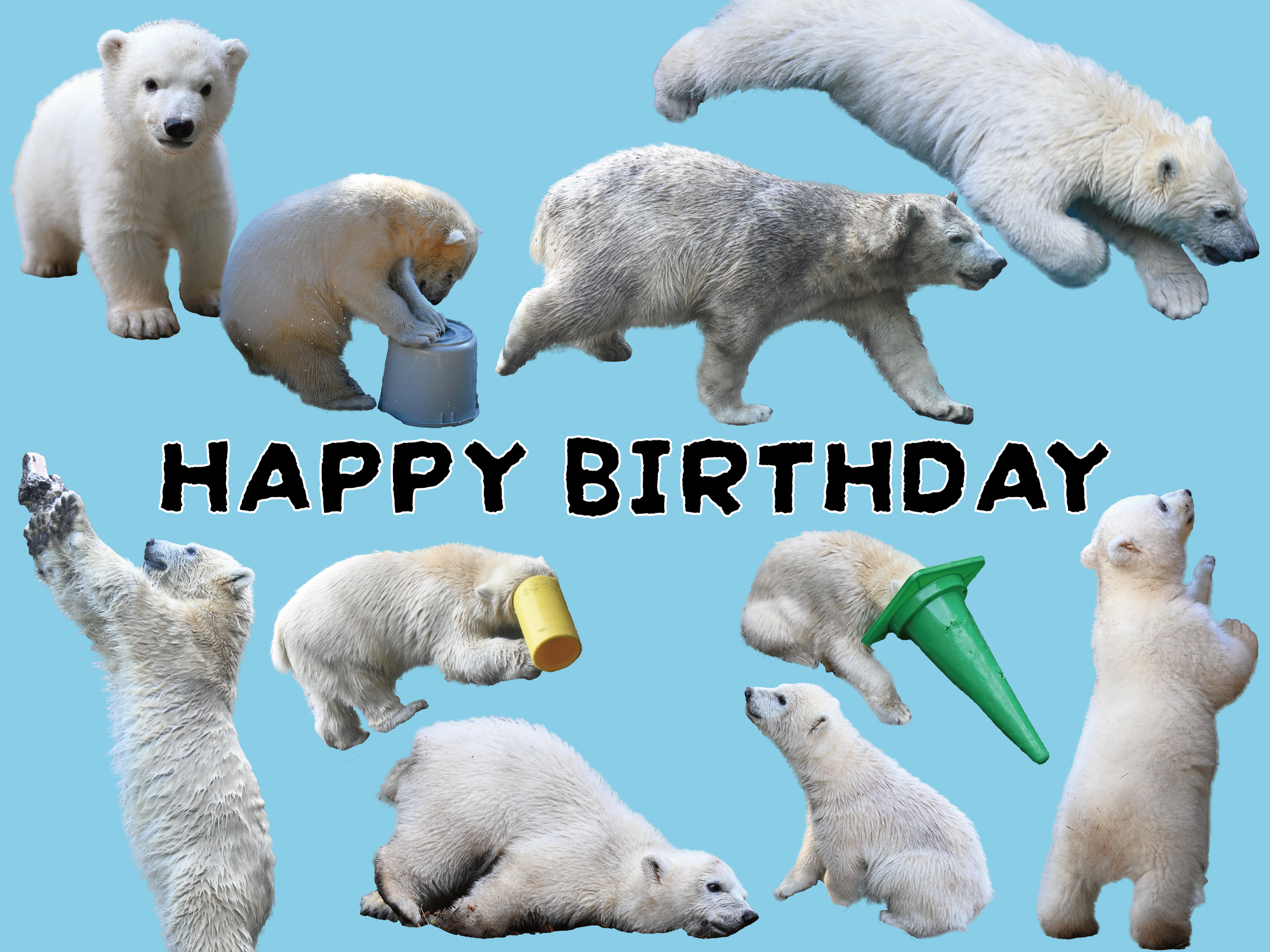 ホッキョクグマ「ライ」お誕生日イベントを開催しますの写真