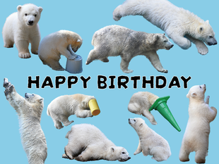 【11/16追記】ホッキョクグマ「ライ」お誕生日イベントを開催します