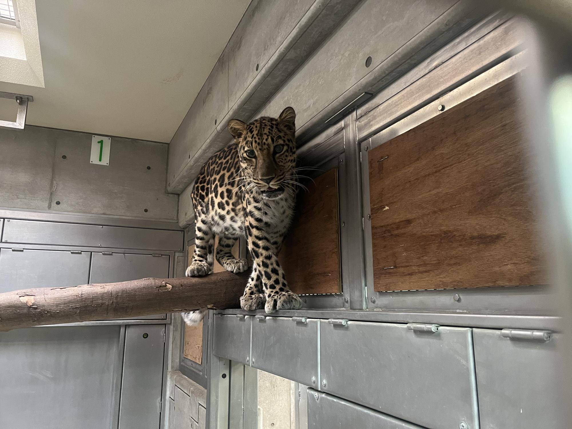アムールヒョウ 食欲の秋トうライ!の写真