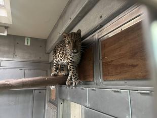 アムールヒョウ　食欲の秋トうライ！