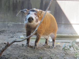 ズーラシア歴代最高齢になりました！！