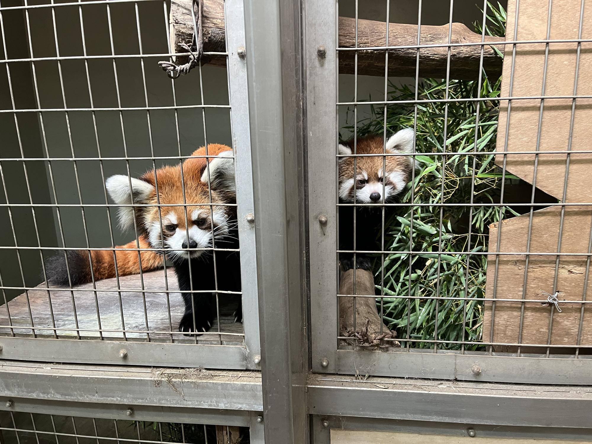 レッサーパンダ 成長記6の写真