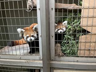 レッサーパンダ 成長記6
