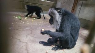 シシオザルの10月