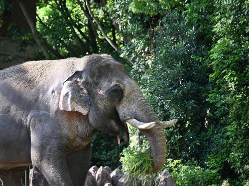 ⑨インドゾウ.jpg