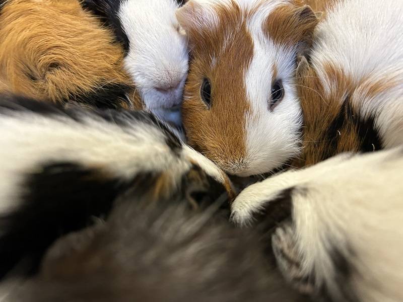 いーれーて！の写真