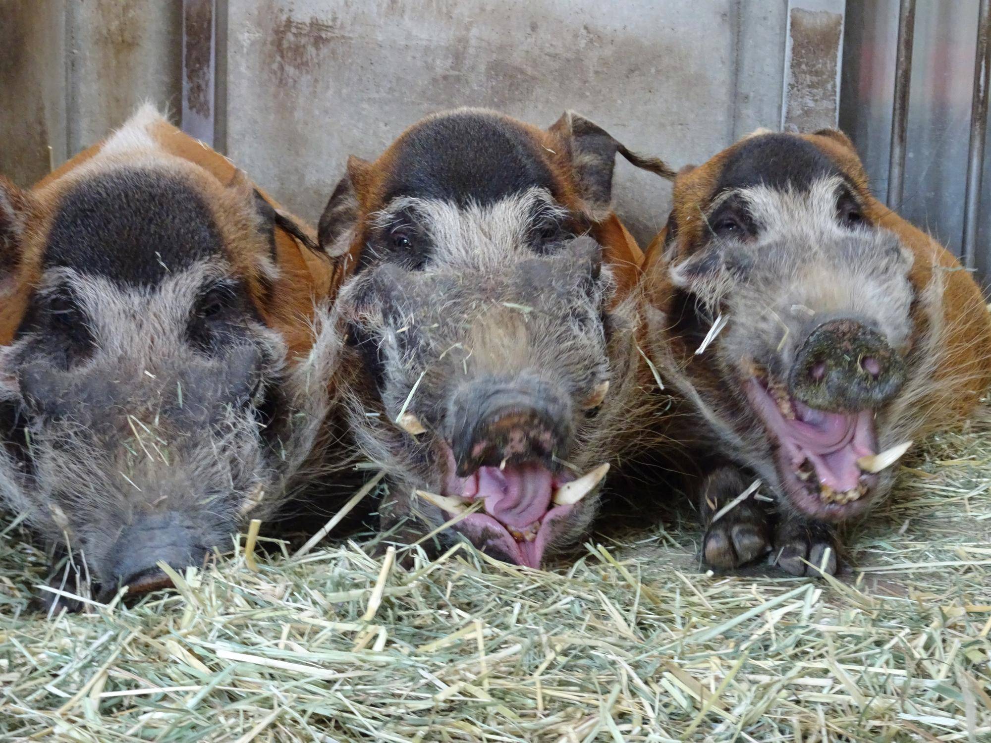 アカカワイノシシの最高齢特別ガイドを行います!!の写真