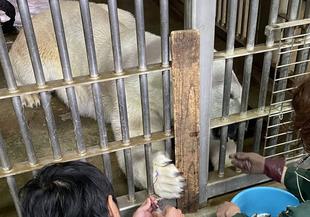 【獣医ブログ】あなたの血はどこから？①