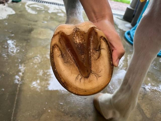 おしゃれは足元から!の写真