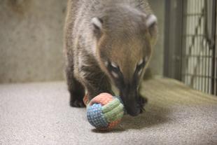 ようこそ、ゼルダ！