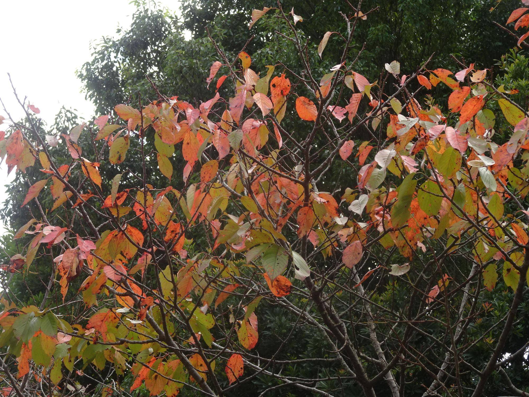 ～　陽光の紅葉　～の写真