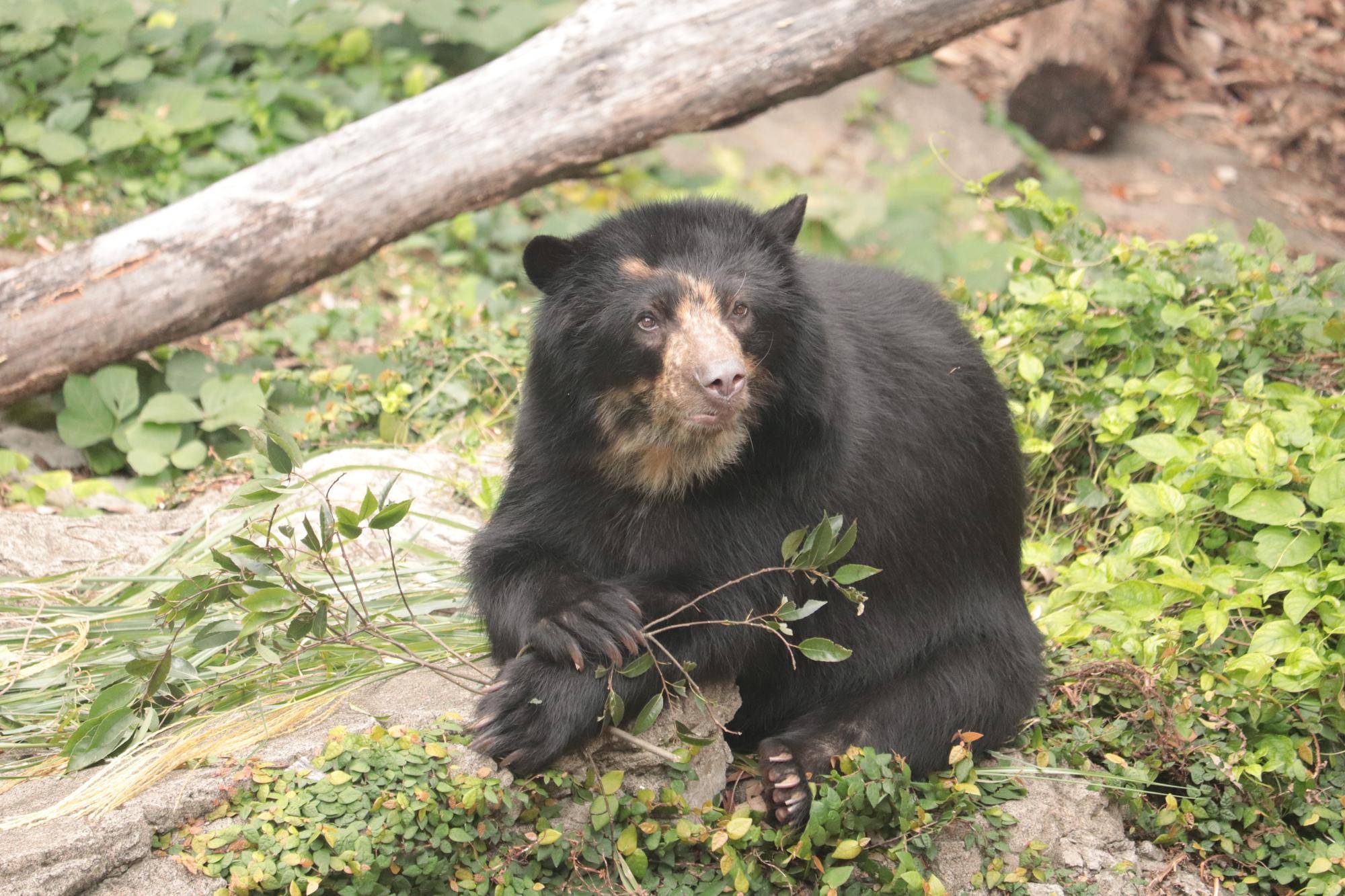 メガネグマの家庭菜園？の写真