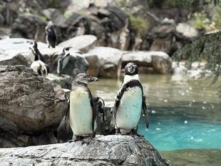 ペンギン日誌～順調に成長中～