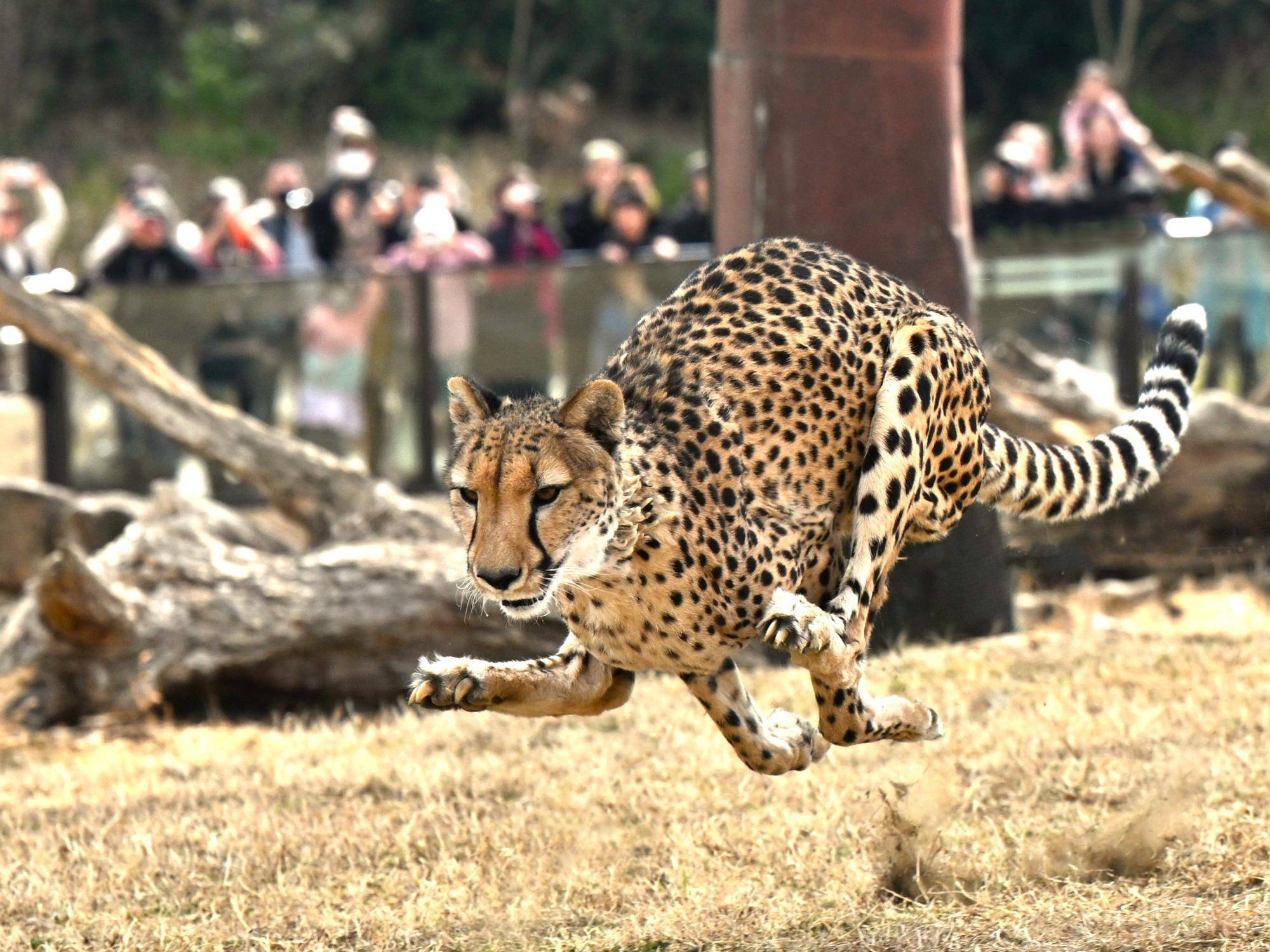 国際チーターの日イベントを行います🐾の写真