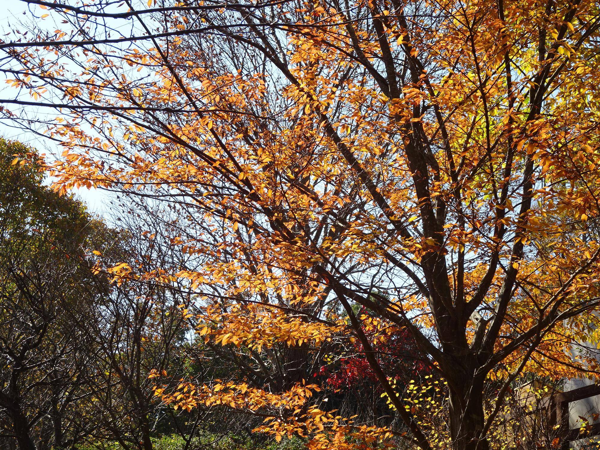 ～　茶色の紅葉　～の写真