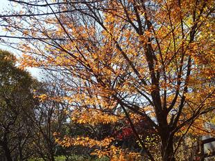 ～　茶色の紅葉　～