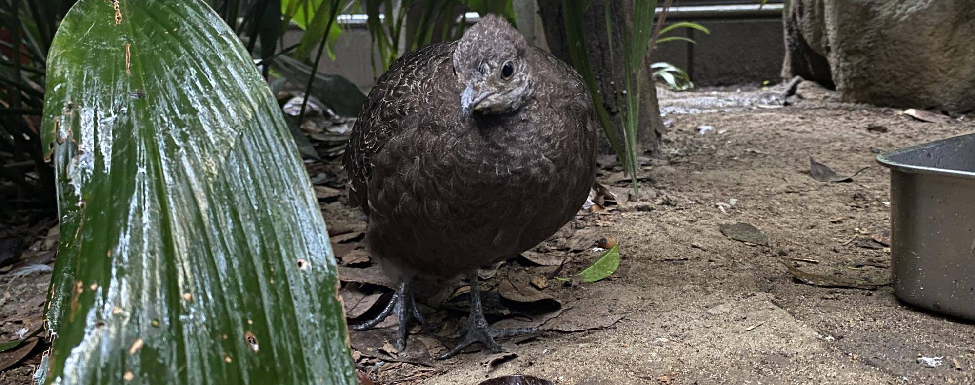 ハイイロコクジャクからのお知らせ。の写真