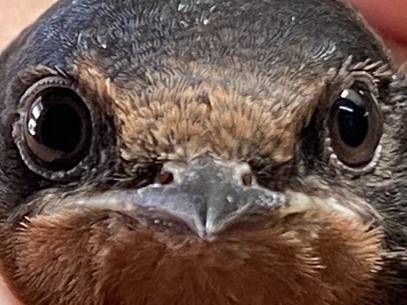 ズーラシアの野鳥⑪の写真