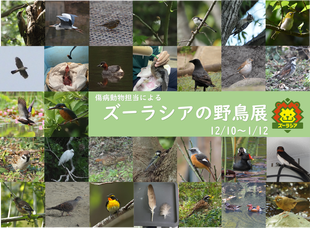 パネル展「ズーラシアの野鳥展」を開催します！