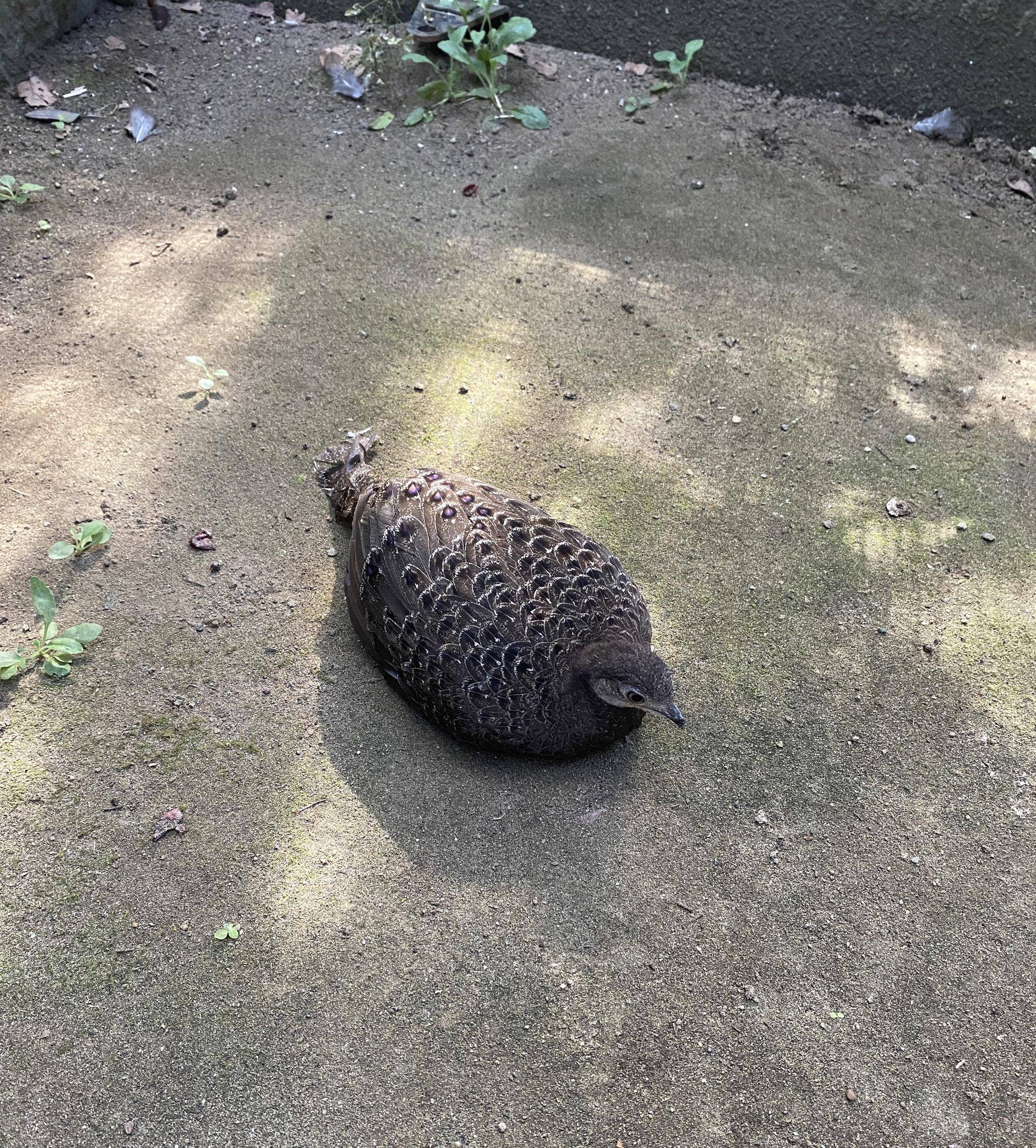 またまた、ハイイロコクジャクからのお知らせ。の写真