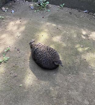 またまた、ハイイロコクジャクからのお知らせ。