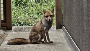 タヌキツ近況ブログ♪10