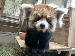 レッサーパンダ　成長記７