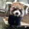 レッサーパンダ　成長記７の画像