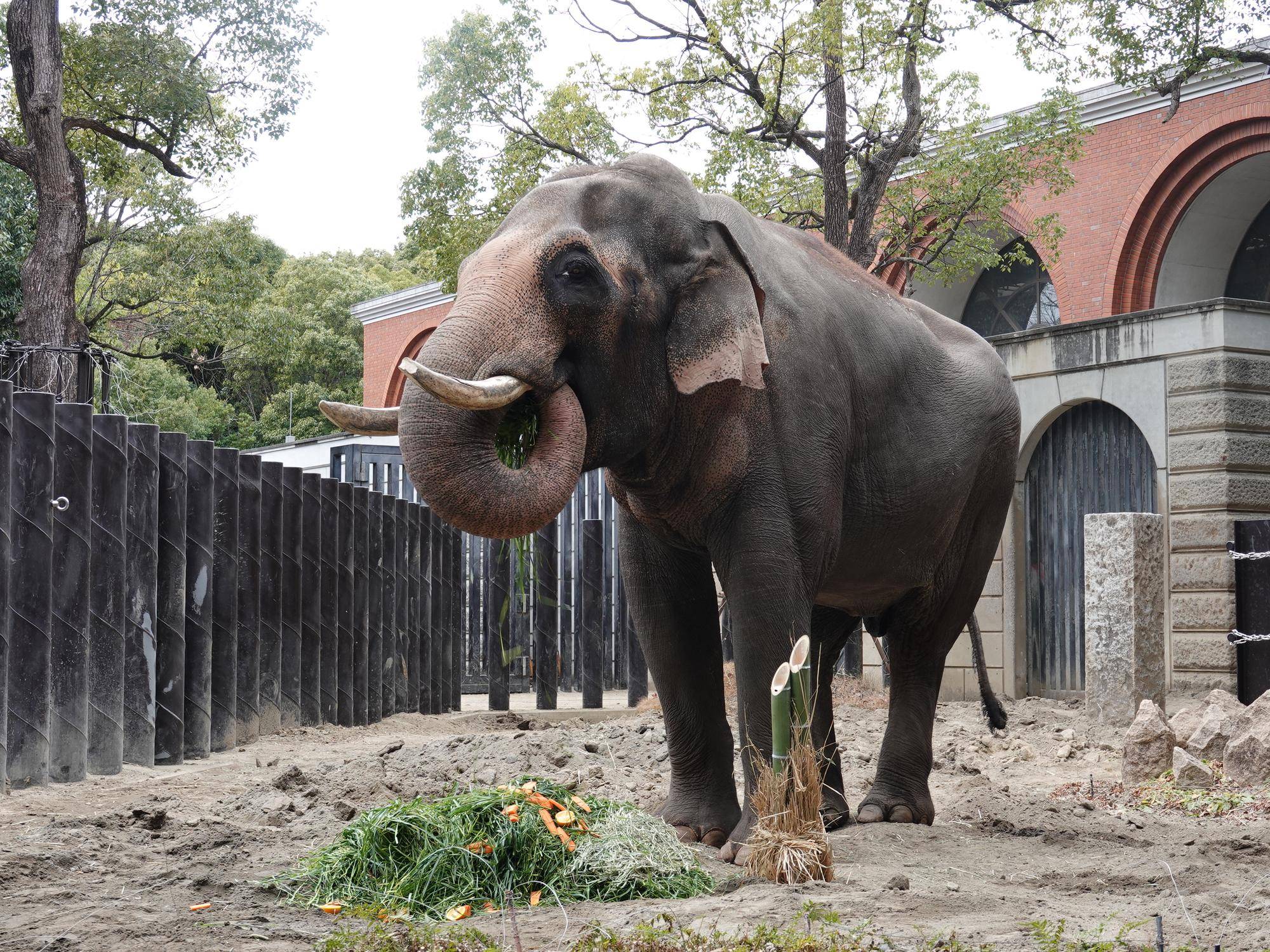ズーラシアでお正月の写真