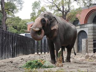 ズーラシアでお正月