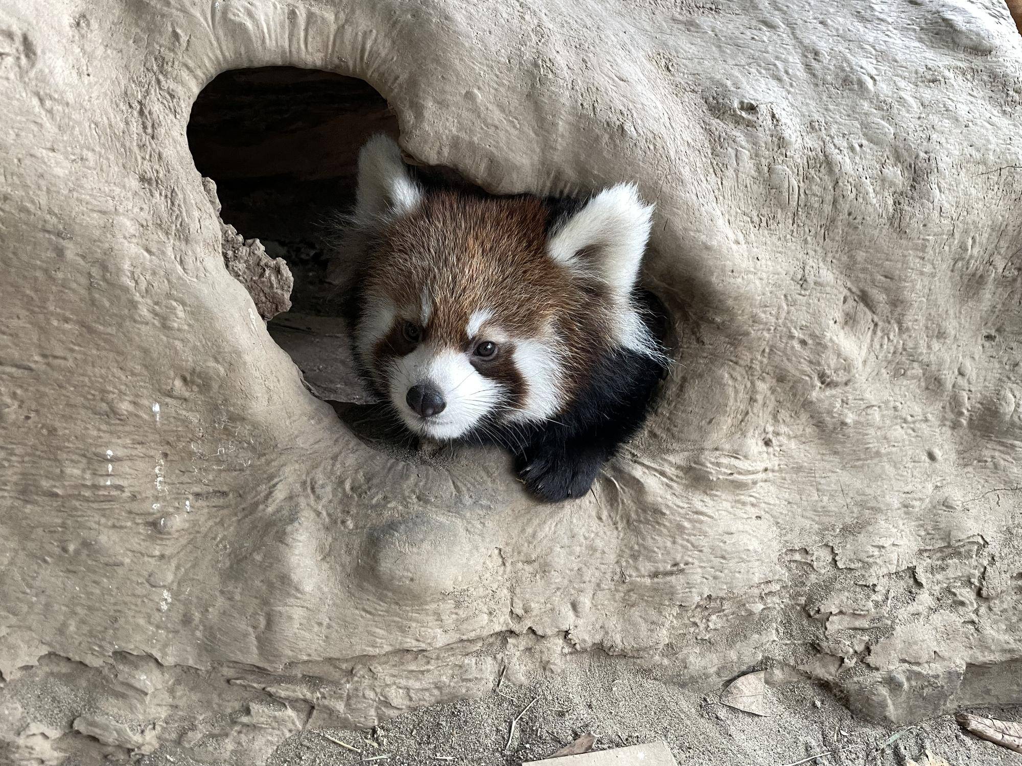 レッサーパンダ　成長記９の写真