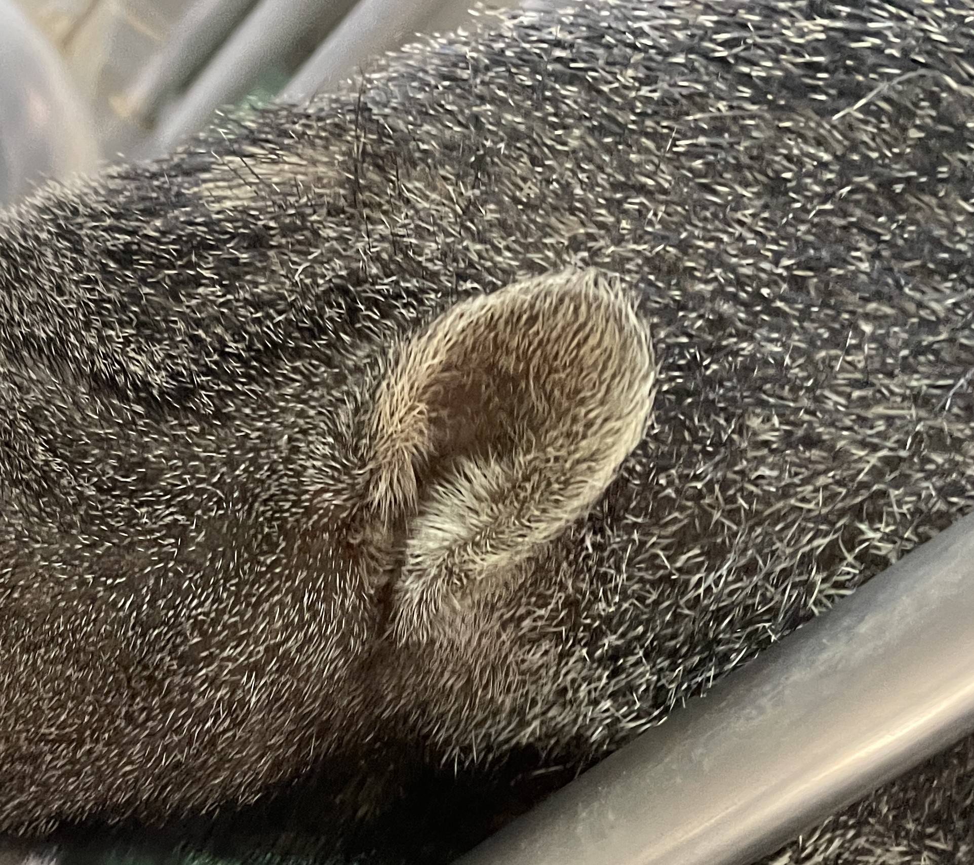 オオアリクイ通信　オオアリクイの細部に迫ろう！〜耳編〜の写真