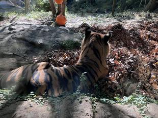 落ち葉はじめました。🐯