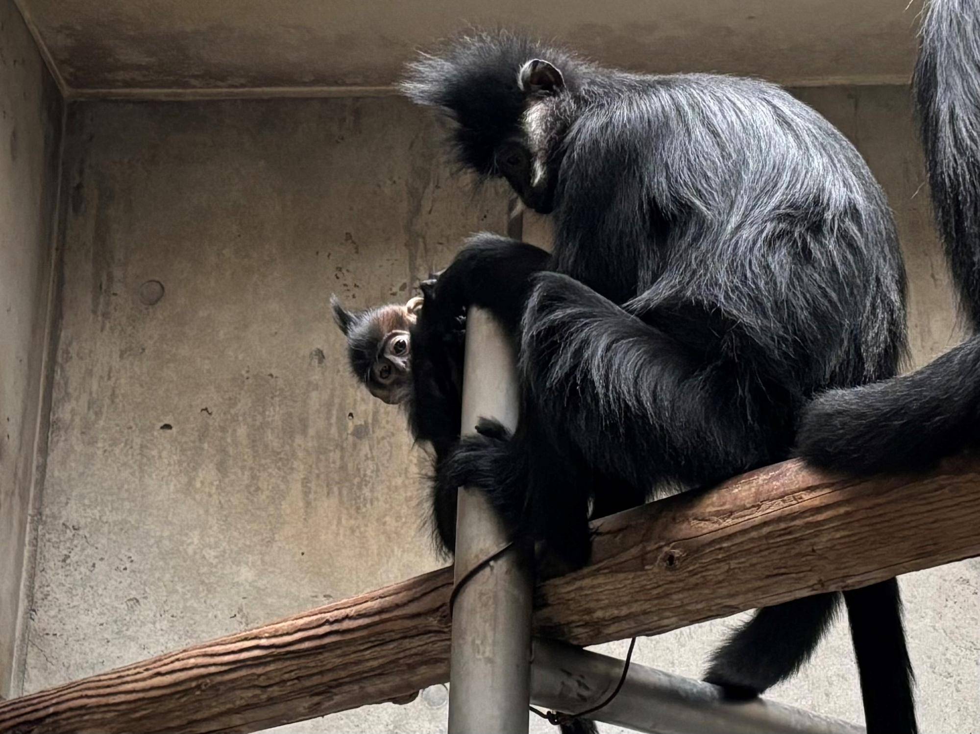 最近のミントのおはなしの写真