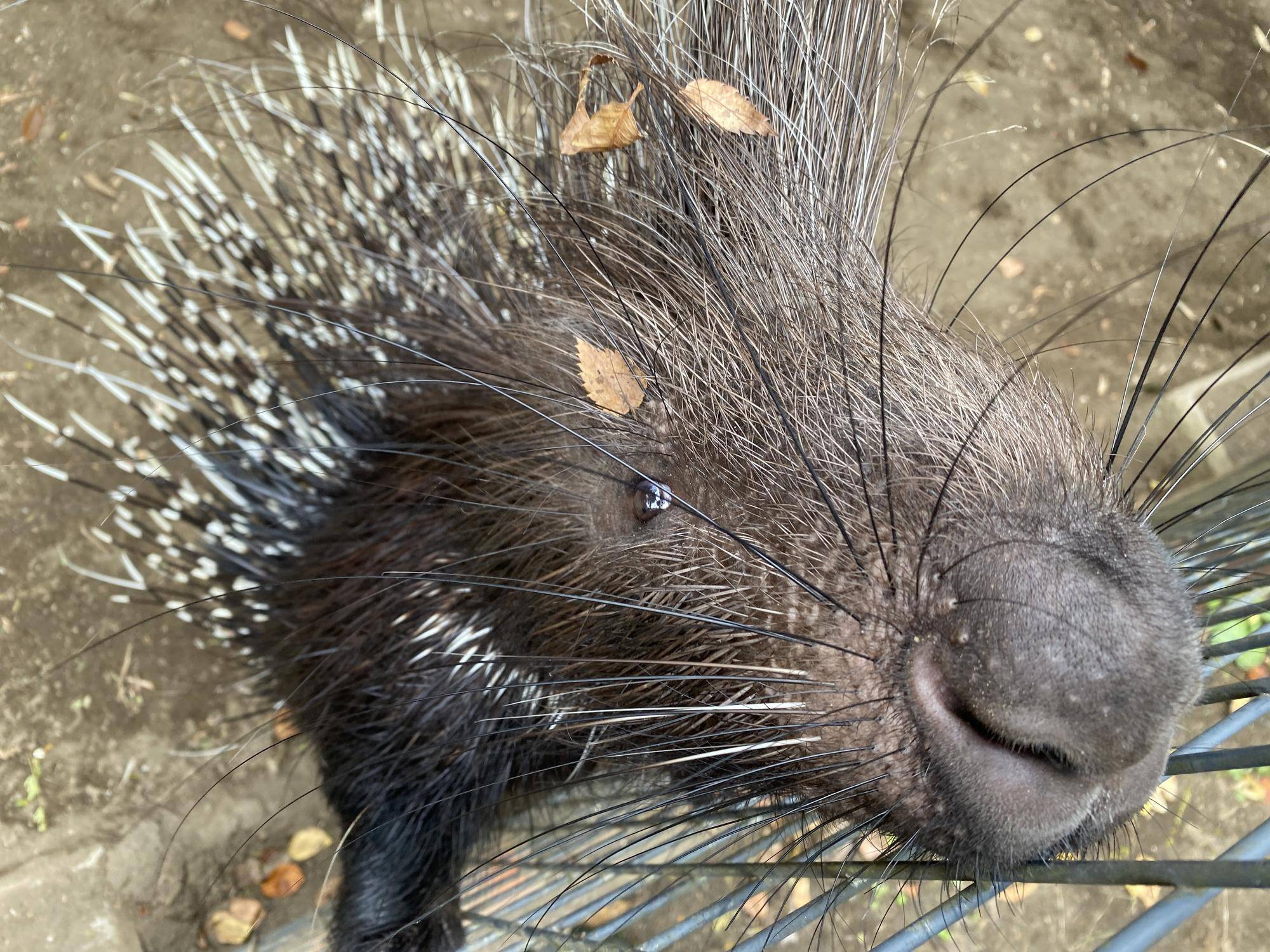 やまあらにっし。　落ち葉のヤマの写真