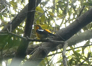 ズーラシアの野鳥⑫