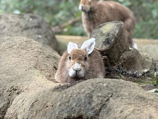 ノウサギで感じる季節の変化　～秋編～