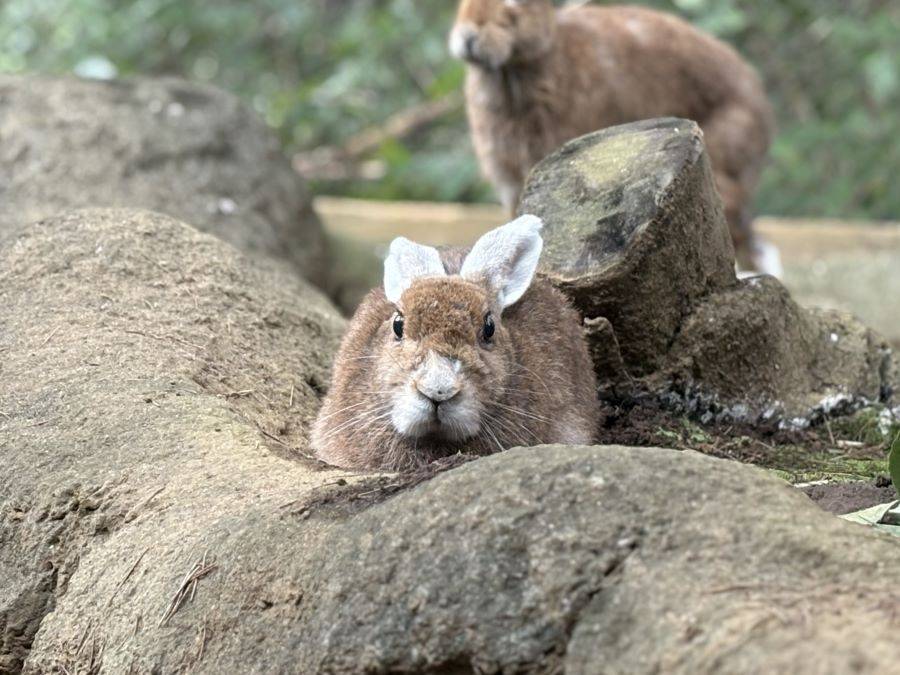 ノウサギで感じる季節の変化　～秋編～の写真