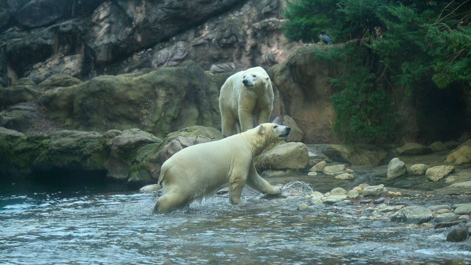  知ろうくまフェスタ！あなたの作品をホッキョクグマ保全への写真