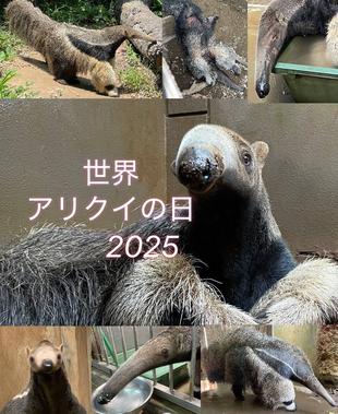 オオアリクイ通信　世界アリクイの日!!