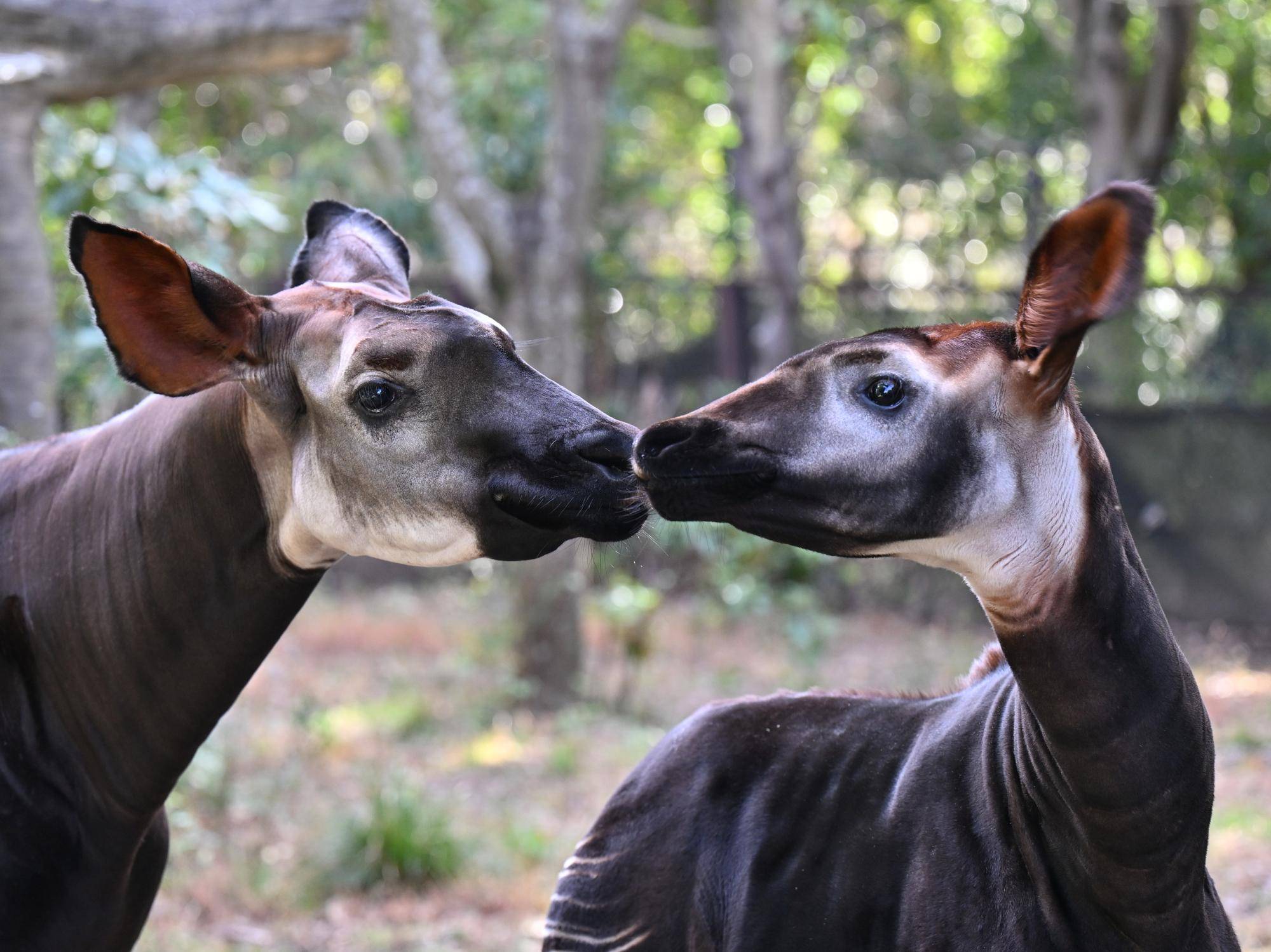 シンクロ親子の写真